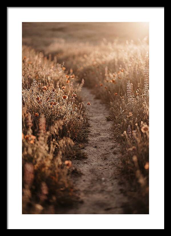 Winding Path Through Wildflowers