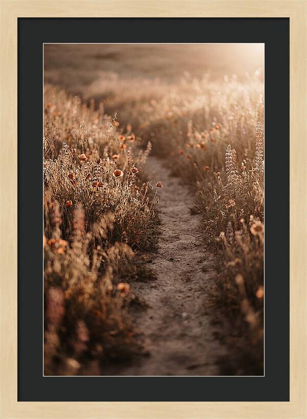 Winding Path Through Wildflowers