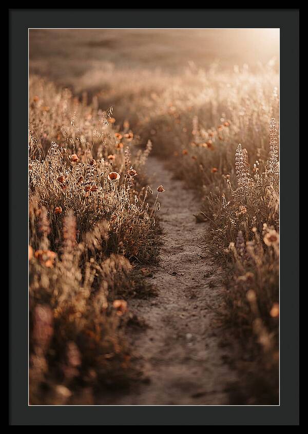 Winding Path Through Wildflowers