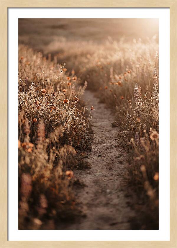 Winding Path Through Wildflowers