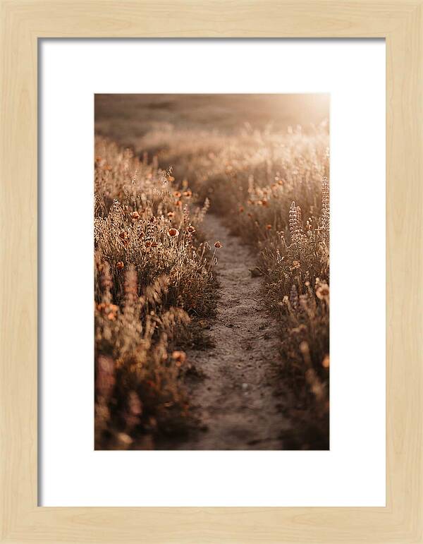 Winding Path Through Wildflowers