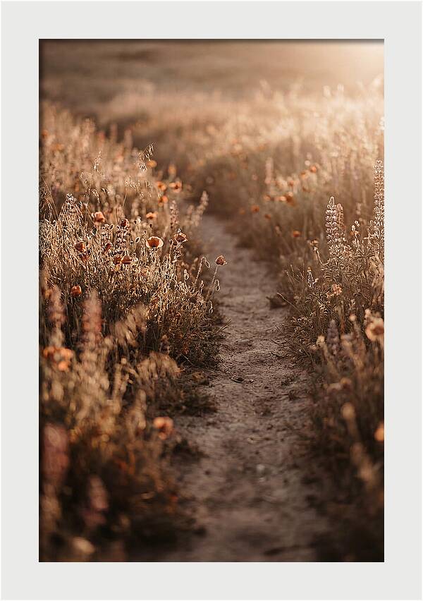 Winding Path Through Wildflowers