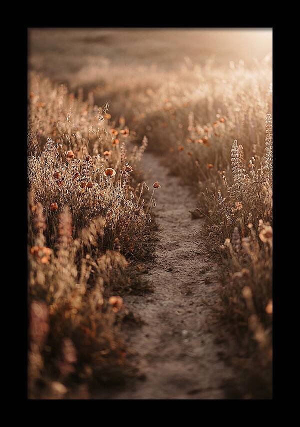 Winding Path Through Wildflowers