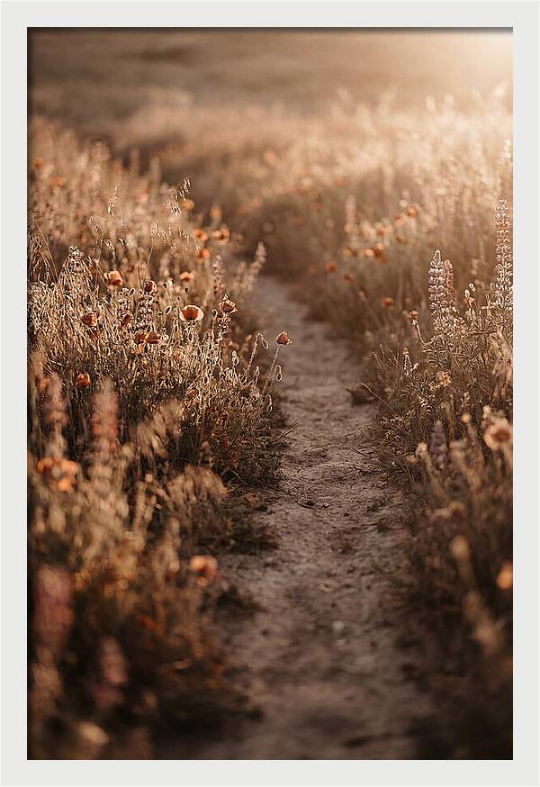 Winding Path Through Wildflowers