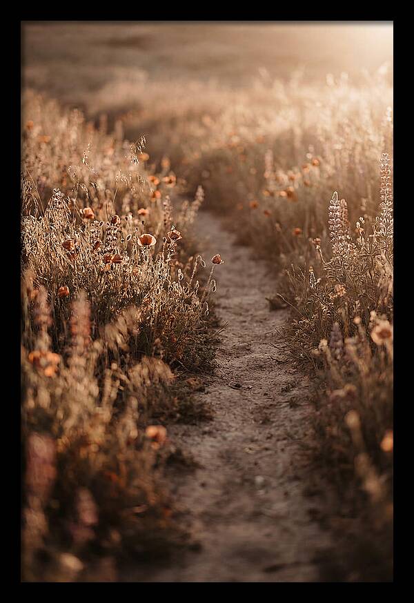 Winding Path Through Wildflowers