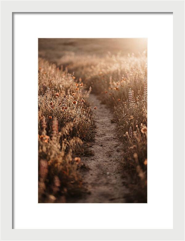 Winding Path Through Wildflowers