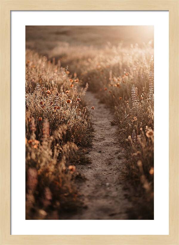 Winding Path Through Wildflowers