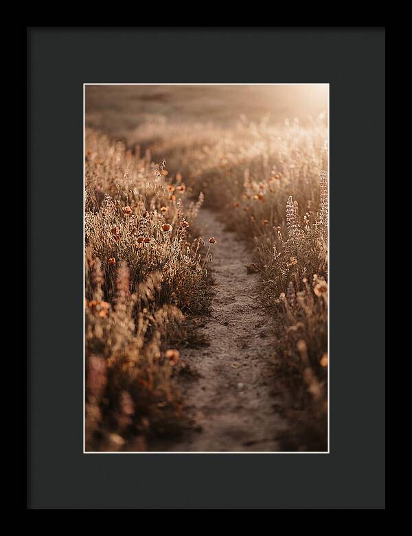 Winding Path Through Wildflowers