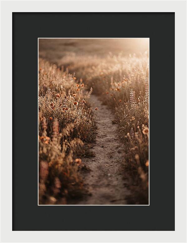 Winding Path Through Wildflowers