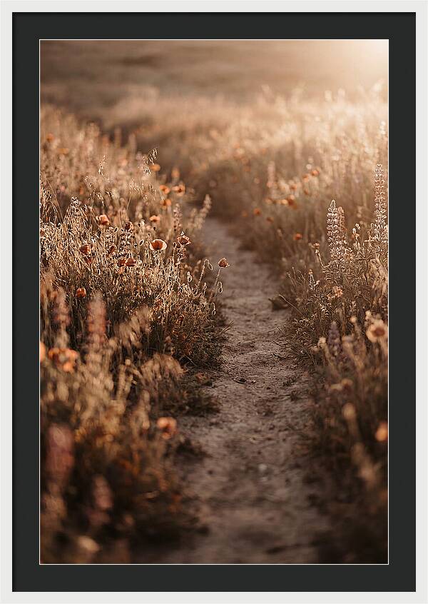 Winding Path Through Wildflowers