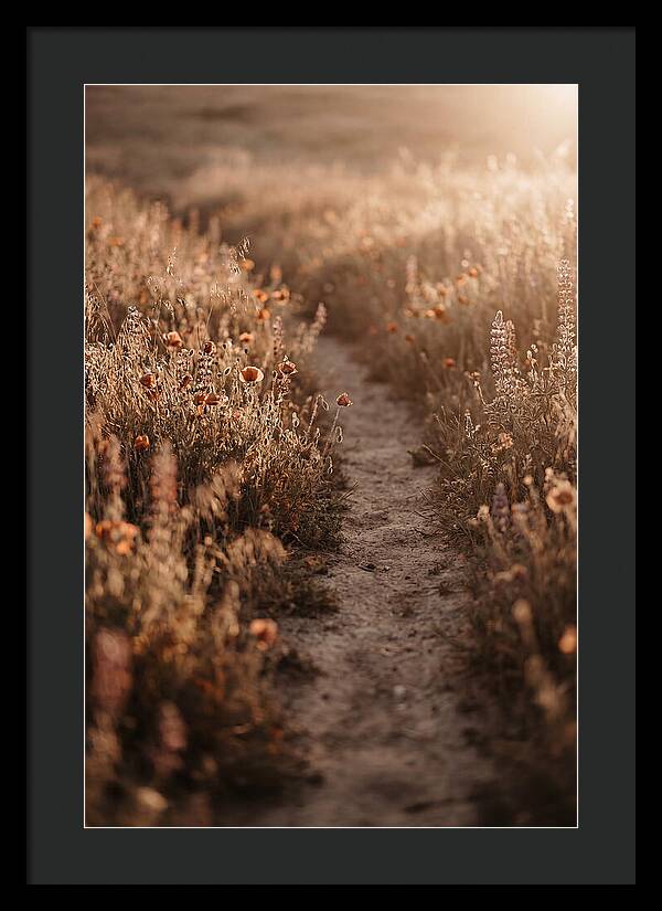 Winding Path Through Wildflowers