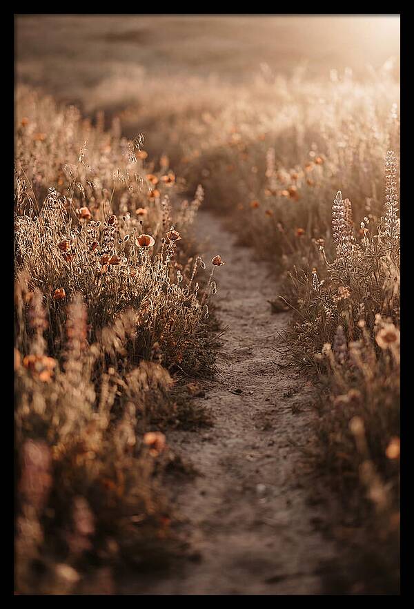 Winding Path Through Wildflowers