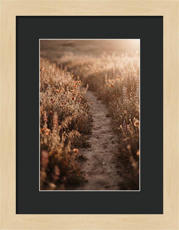 Winding Path Through Wildflowers