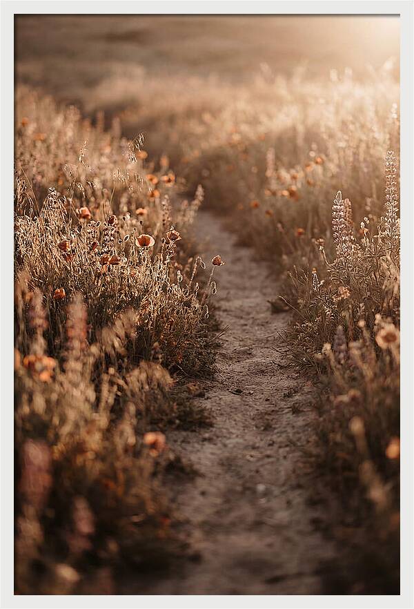 Winding Path Through Wildflowers