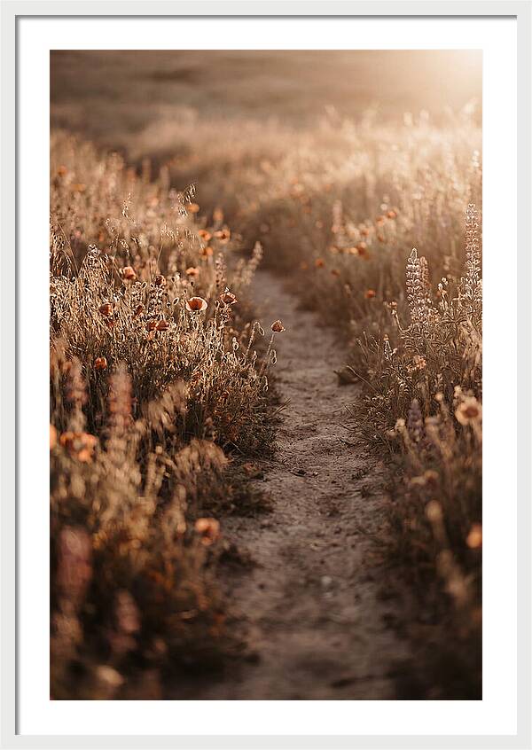 Winding Path Through Wildflowers