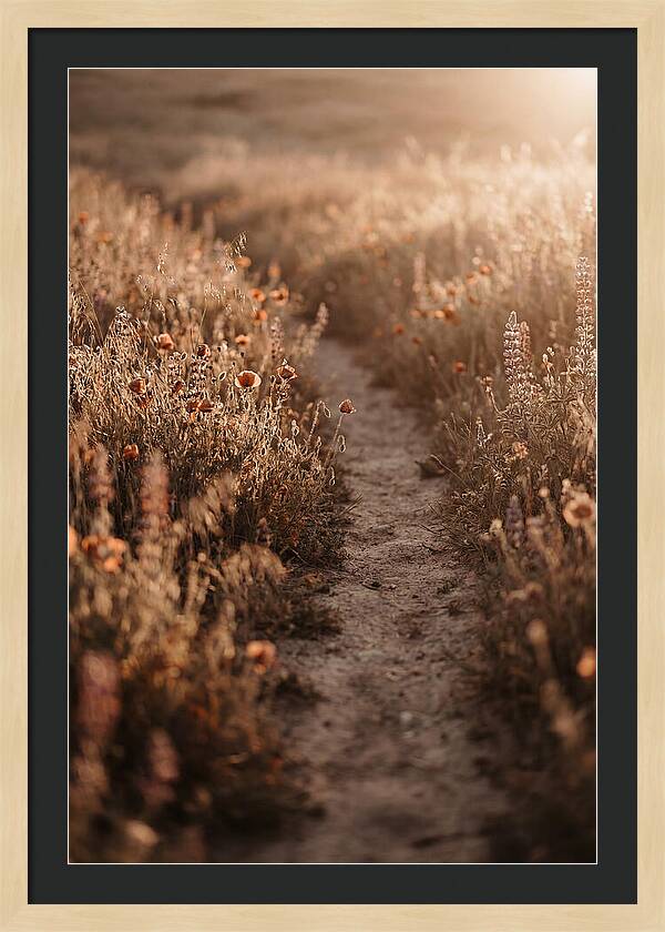 Winding Path Through Wildflowers