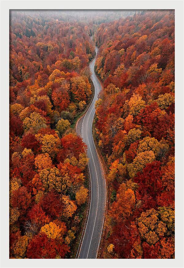 Winding Through Autumn Colors