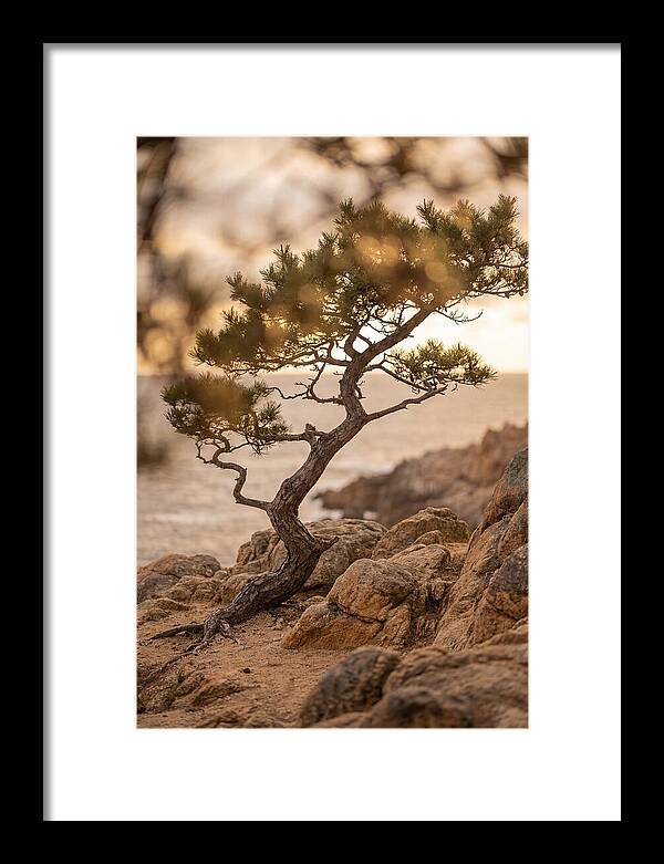 Windswept Japanese Black Pine