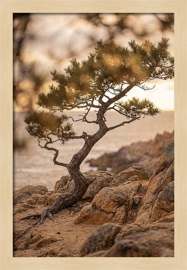 Windswept Japanese Black Pine