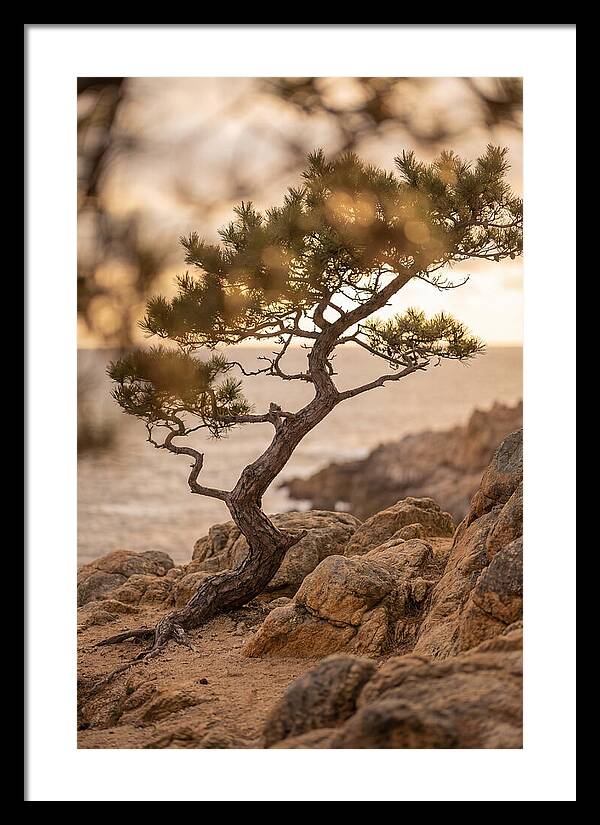 Windswept Japanese Black Pine