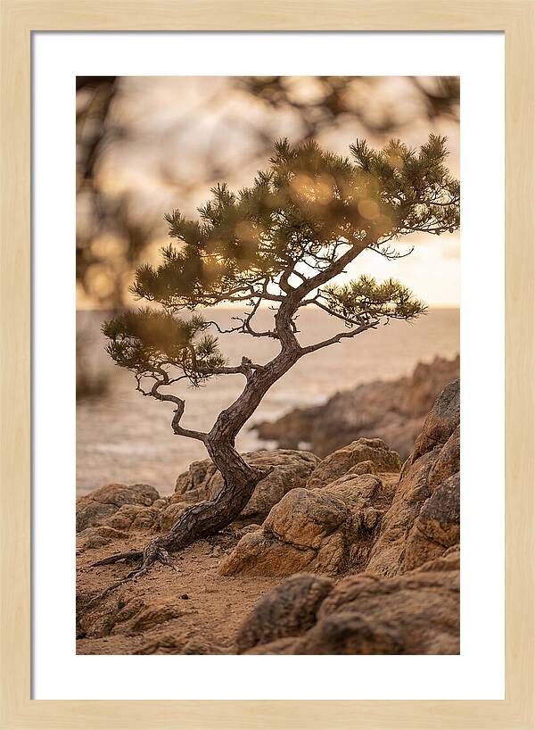 Windswept Japanese Black Pine