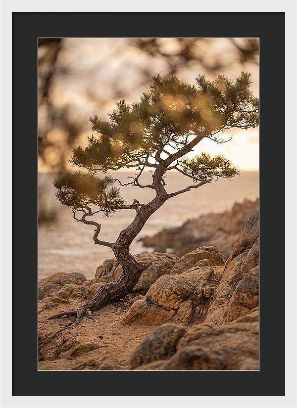 Windswept Japanese Black Pine
