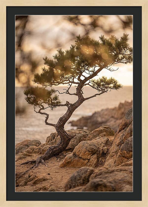 Windswept Japanese Black Pine