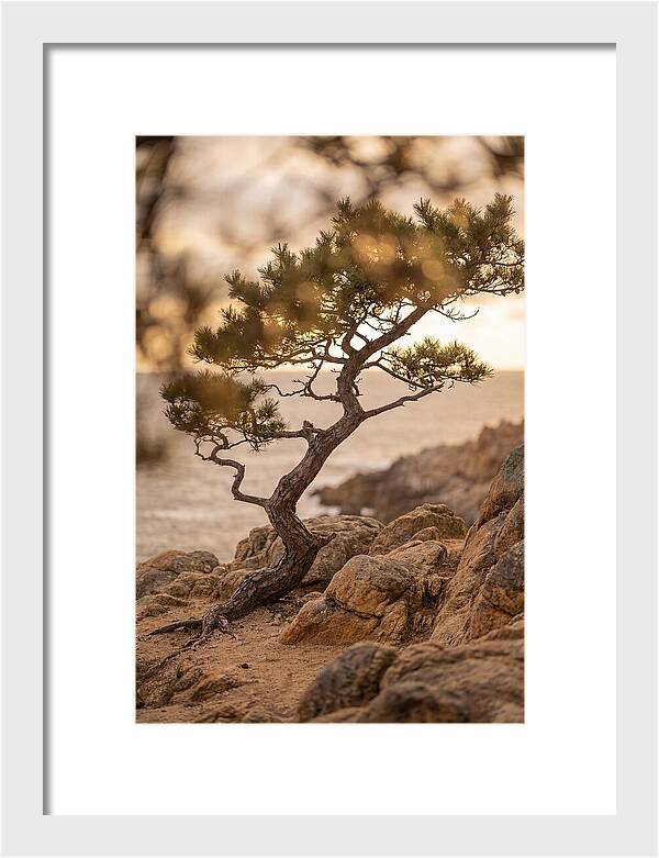 Windswept Japanese Black Pine