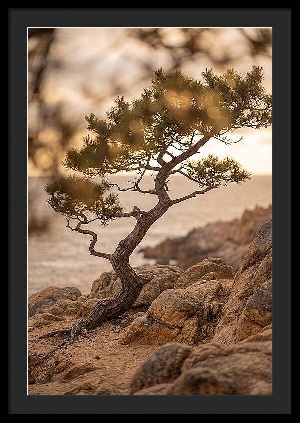 Windswept Japanese Black Pine