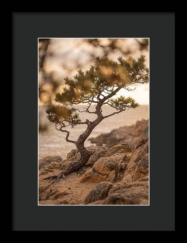 Windswept Japanese Black Pine