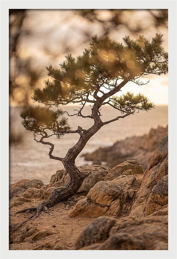 Windswept Japanese Black Pine