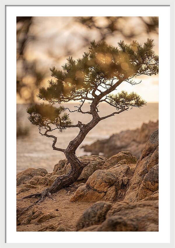 Windswept Japanese Black Pine