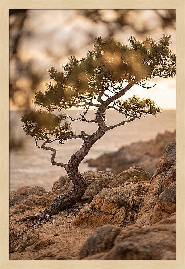 Windswept Japanese Black Pine