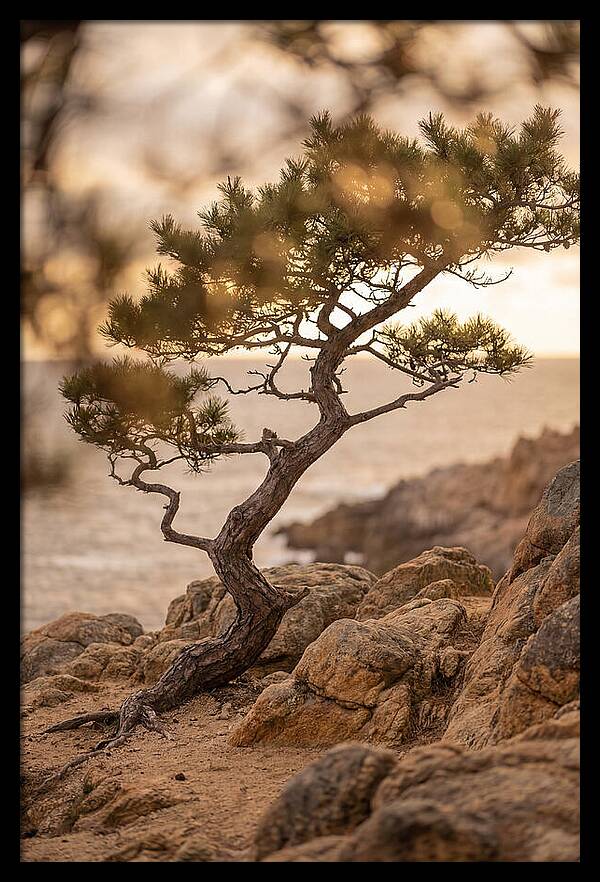 Windswept Japanese Black Pine