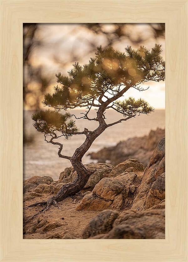 Windswept Japanese Black Pine