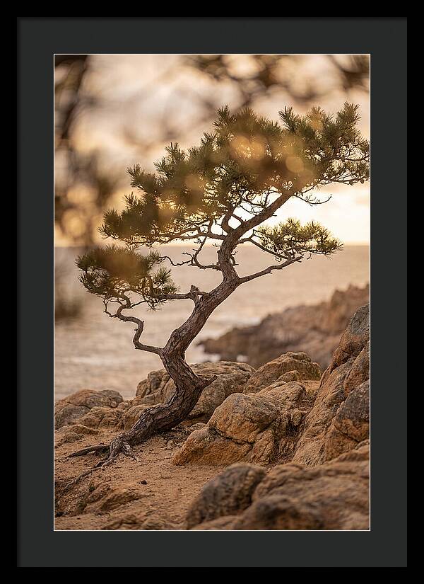Windswept Japanese Black Pine