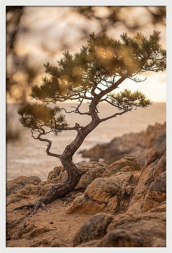Windswept Japanese Black Pine