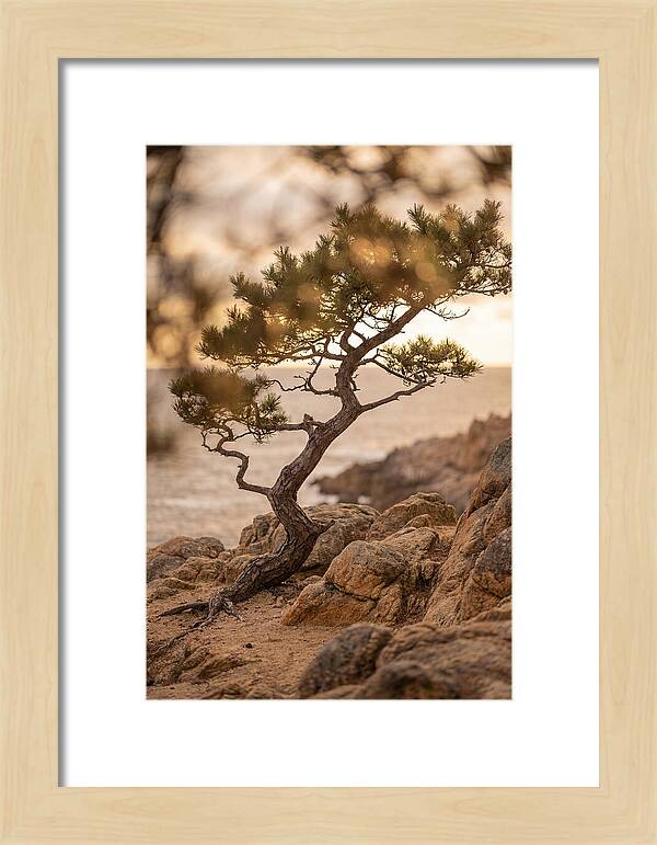 Windswept Japanese Black Pine