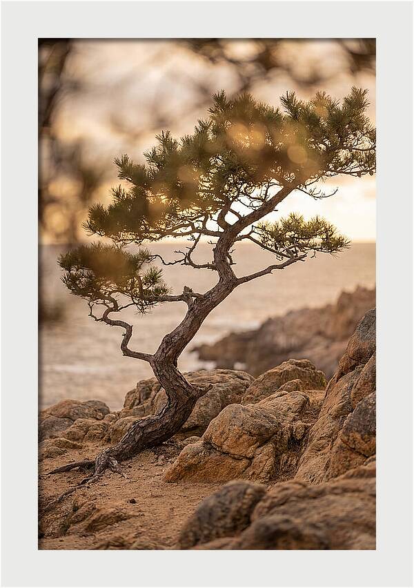Windswept Japanese Black Pine