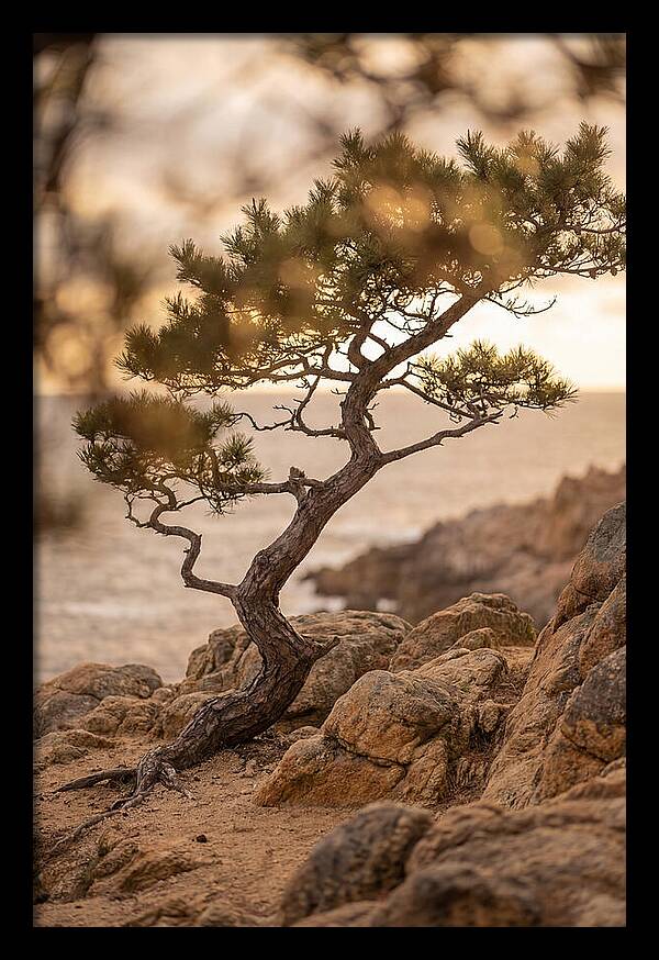 Windswept Japanese Black Pine