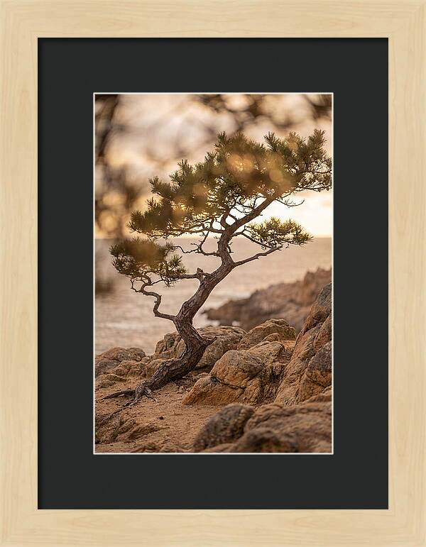 Windswept Japanese Black Pine