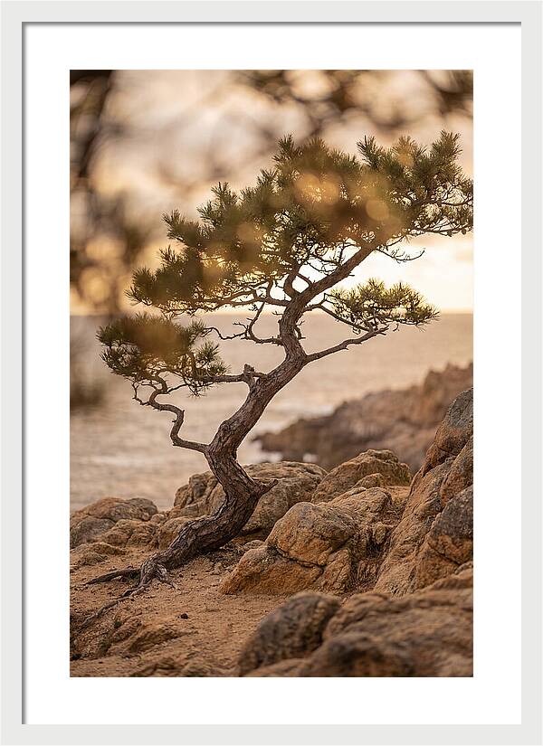 Windswept Japanese Black Pine