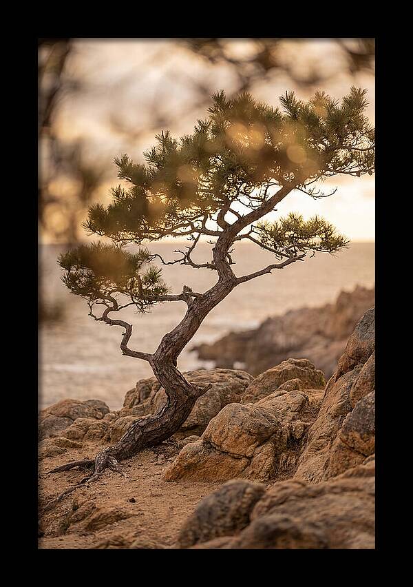 Windswept Japanese Black Pine