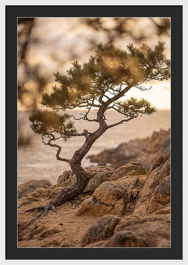 Windswept Japanese Black Pine