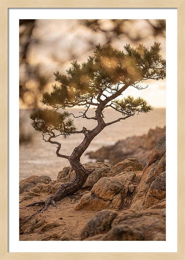 Windswept Japanese Black Pine