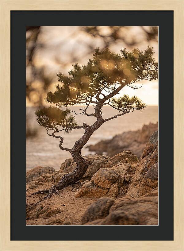 Windswept Japanese Black Pine