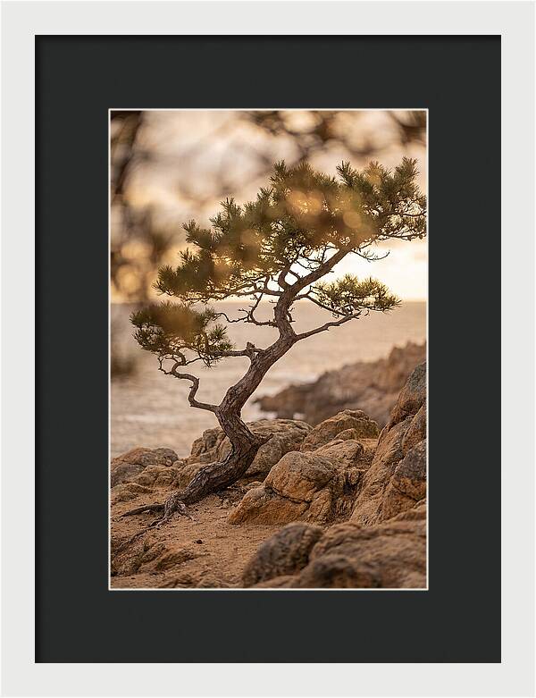 Windswept Japanese Black Pine