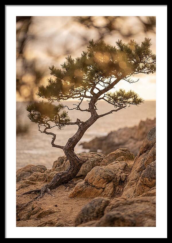 Windswept Japanese Black Pine