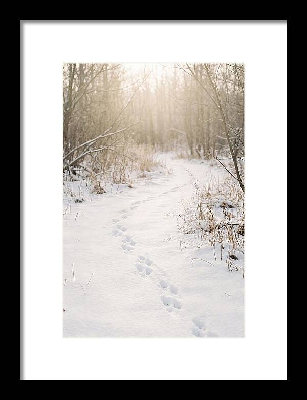Winter Animal Tracks In Snow