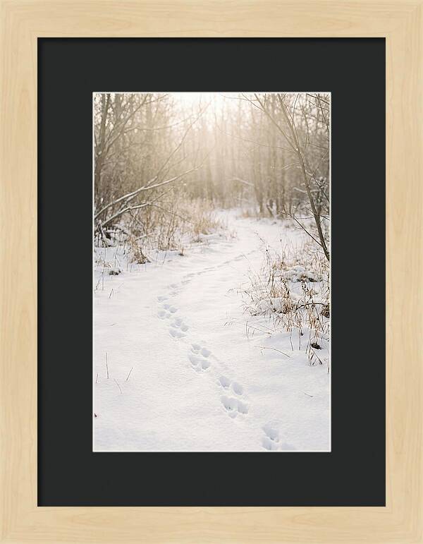 Winter Animal Tracks In Snow